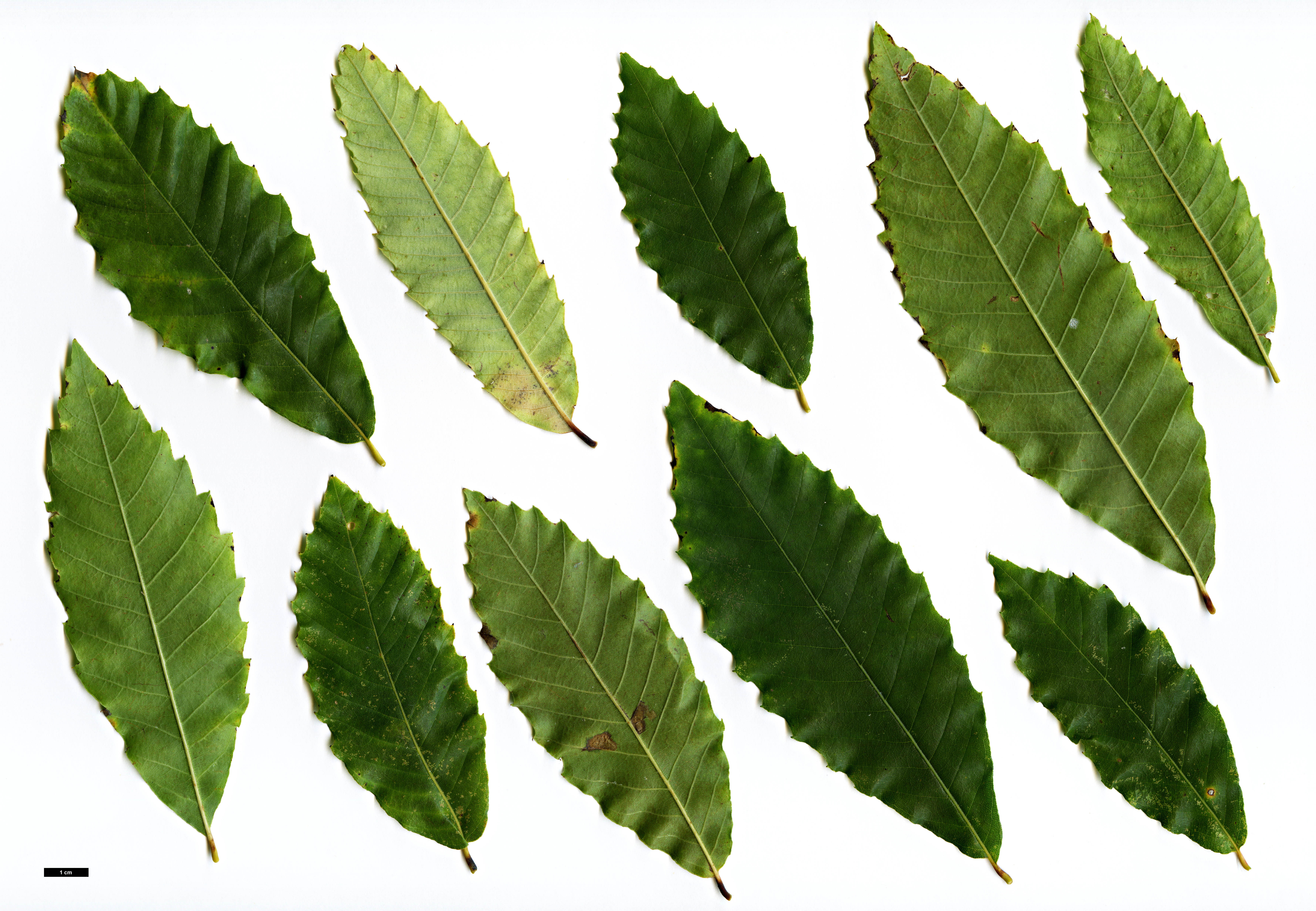 High resolution image: Family: Fagaceae - Genus: Castanea - Taxon: pumila - SpeciesSub: var. ashei